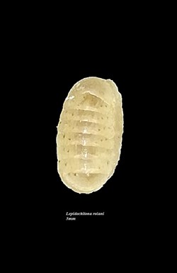 Lepidochitona rolani 5mm