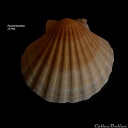 Pecten maximus 104mm