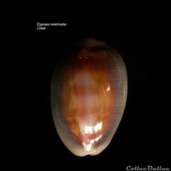 Cypraea ventriculus 52mm