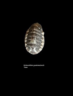 Ischnochiton guatemalensis 7mm