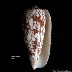 Conus omaria 62mm