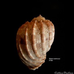 Harpa ventricosa 87mm