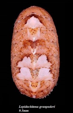 Lepidochitona granpoderi 9.5mm