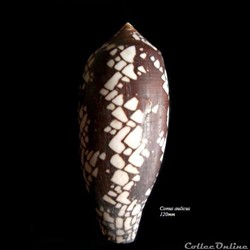 Conus aulicus 120mm