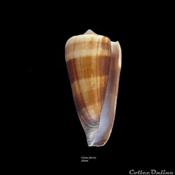 Conus furvus 48mm
