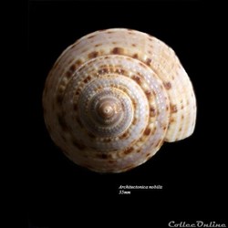 Architectonica nobilis 35mm
