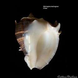 Melongena melongena 83mm