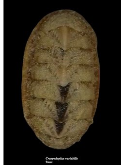 Craspedoplax variabilis 9mm