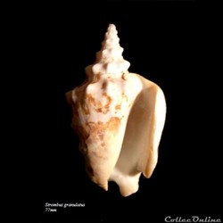 Strombus granulatus 77mm