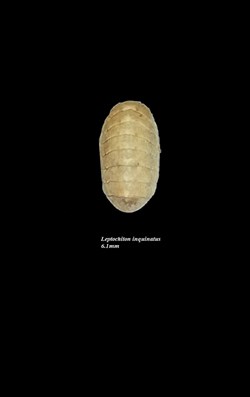 Leptochiton inquinatus 6.1mm