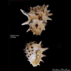Drupa ricinus 23-30mm