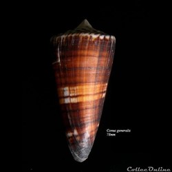 Conus generalis 78mm