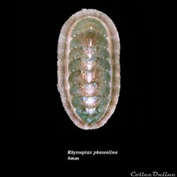 Rhyssoplax phaseolina 9mm