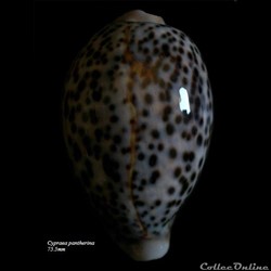 Cypraea pantherina 75.5mm