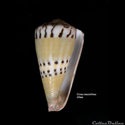 Conus mustellinus 49mm