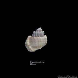 Trigonostoma breve 20.5mm