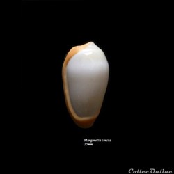 Marginella cincta 25mm