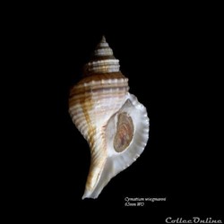 Cymatium wiegmanni 65mm WO
