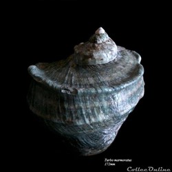 Turbo marmoratus 172mm