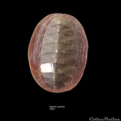 Mopalia vespertina 50mm