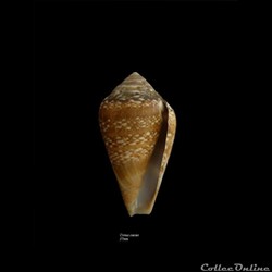 Conus cacao 37mm