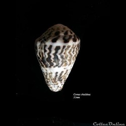 Conus chaldeus 31mm