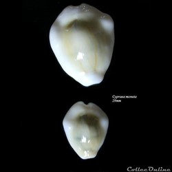 Cypraea moneta 29mm