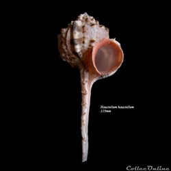 Haustellum haustellum 119mm