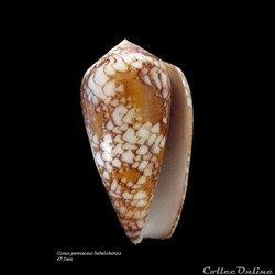 Conus pennaceus behelokensis 47.1mm