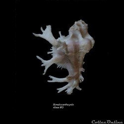 Homalocantha pele 48mm WO