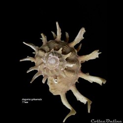 Angaria sphaerula 77mm