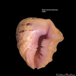 Drupa morum iodostoma 36mm