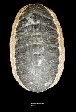 Radsia sulcatus 82mm