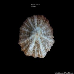 Patella caerula 52.5mm