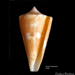 Conus voluminalis 41mm