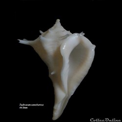Tudivasum zanzibarica 44.6mm