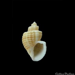 Scalptia contabulata 23.4mm