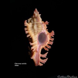 Chicoreus nobilis 46mm
