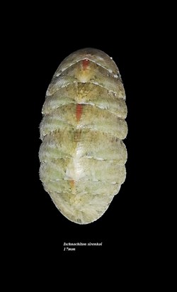 Ischnochiton sirenkoi 17mmm