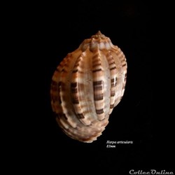 Harpa articularis 83mm