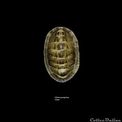 Chiton peregrinus 32mm