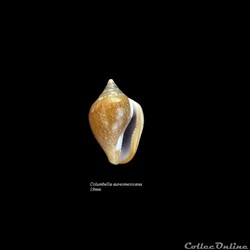 Columbella aureomexicana 19mm