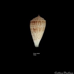 Conus rolani 52mm