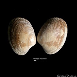 Venerupis decussatus 35mm