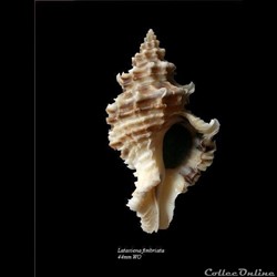 Lataxiena fimbriata 44mm WO