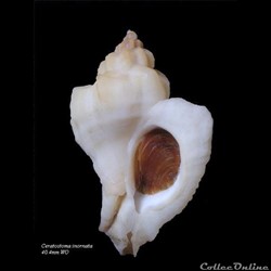 Ceratostoma inornata 40.4mm WO