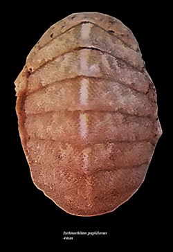 Ischnochiton papillosus 4mm