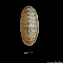 Ischnochiton versicolor 37mm