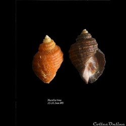 Nucella lima 25-28.2mm WO