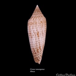 Conus ranonganus 90mm